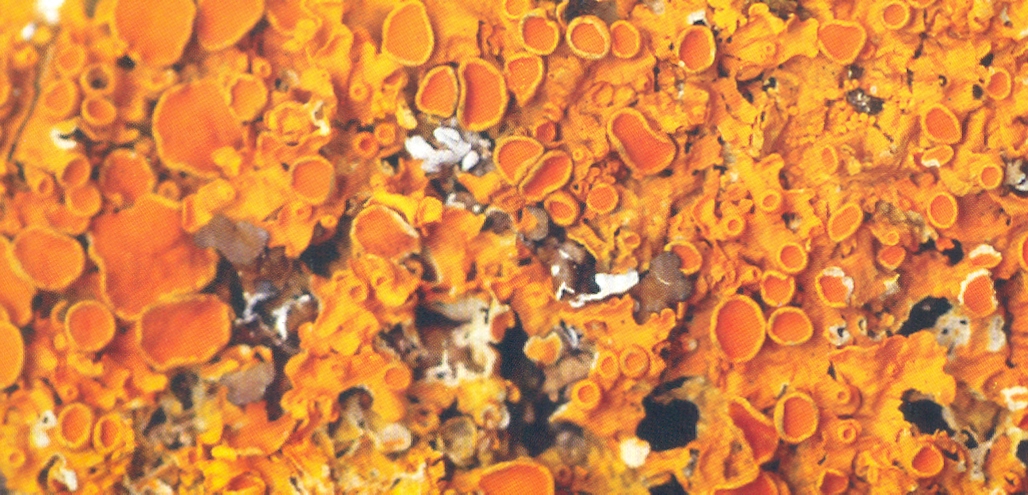 Xanthoria parietina (L.) Th. Fr. 